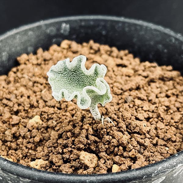 楽天市場】球根植物：エリオスペルマム チタノプソイデス*葉幅2cm