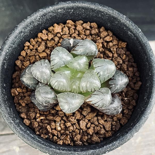 楽天市場】多肉植物：ハオルチア オブツーサ ウルトラパープル*幅4.5