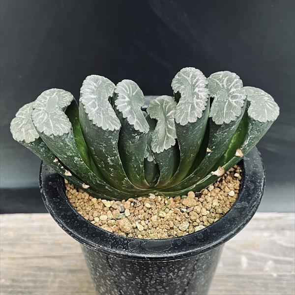 楽天市場】多肉植物：ハオルチア 大型丸葉玉扇*幅13cm 現品！一品
