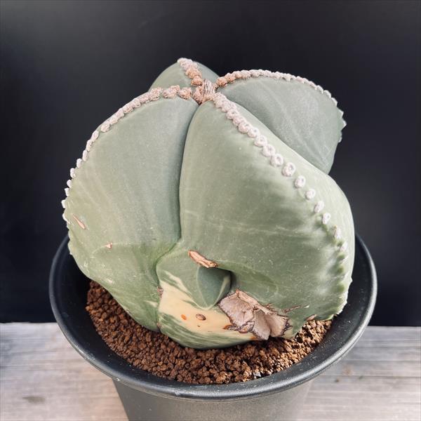 楽天市場】サボテン：アストロフィツム 碧瑠璃鸞鳳玉（少しだけ斑入り