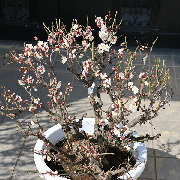 楽天市場】特選庭木・植木：梅の木（立ち梅）（白梅）*八重咲き 玉造り