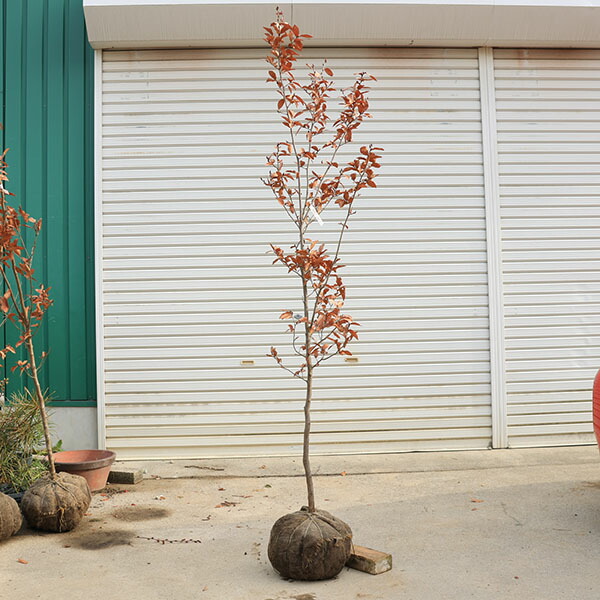 楽天市場】庭木 植木 ：ヤマコウバシ（山香ばし）現品限り* 単木 佐川