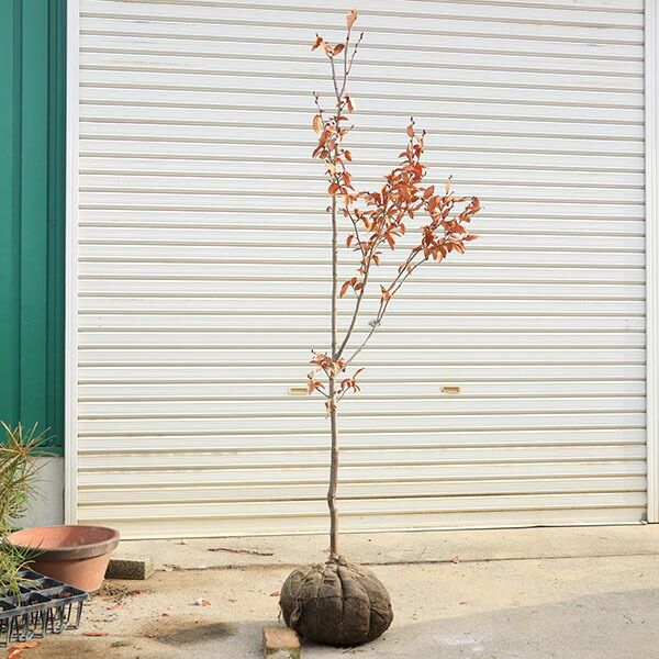 楽天市場】庭木 植木 ：ヤマコウバシ（山香ばし）現品限り* 単木 佐川