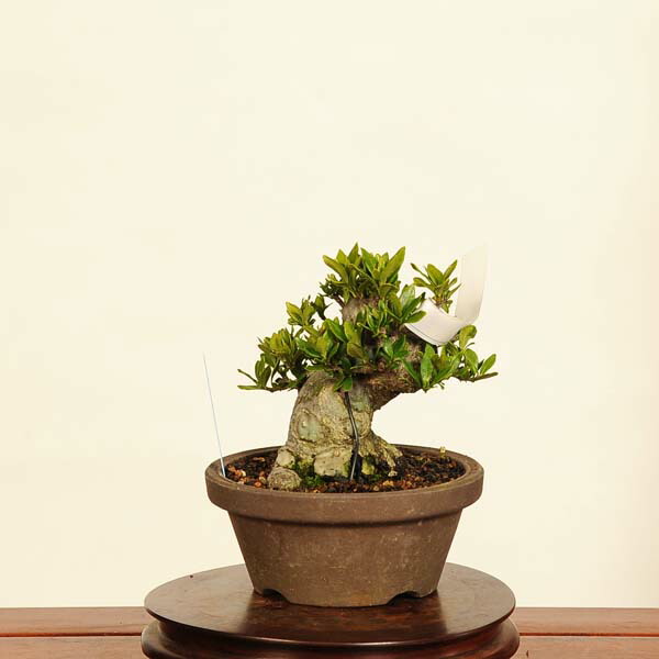 楽天市場】盆栽 特選：実成梔子(くちなし) 現品*クチナシ Rubiaceae