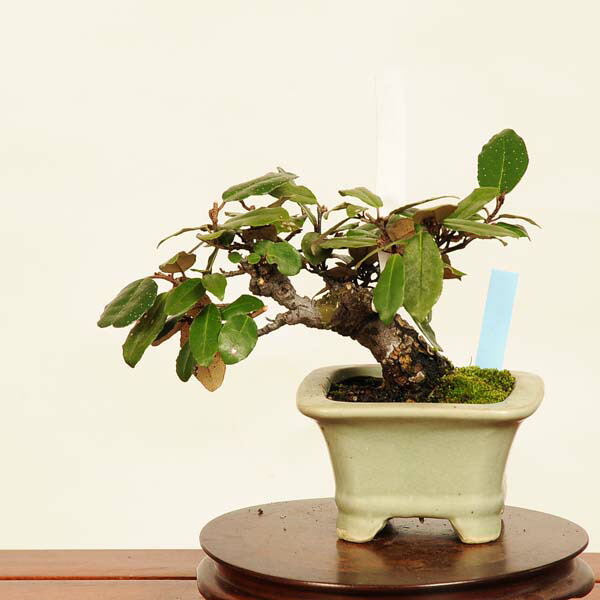 楽天市場】盆栽：寒ぐみ 現品*カングミ Kangumi bonsai Elaeagnus 小品