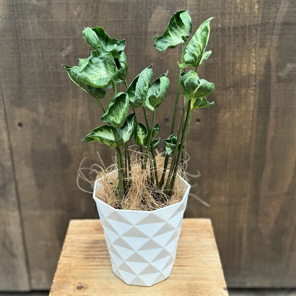 楽天市場】観葉植物：シンゴニューム ゴジラ*4号プラポット