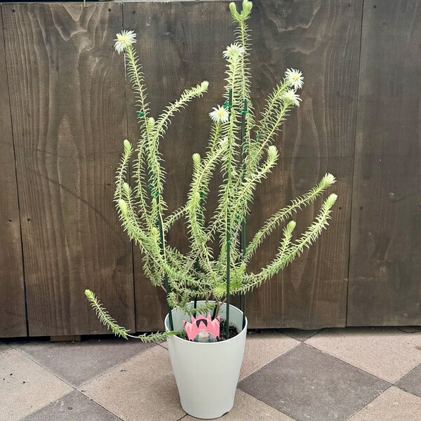 楽天市場】鉢花 観葉植物：フィリカ プベッセンス ワフトフェザー