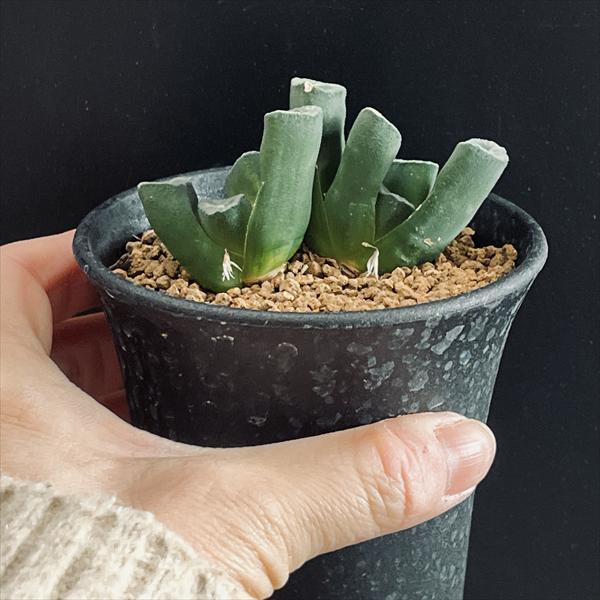 楽天市場】多肉植物：ハオルチア 万象*幅4.5cm 現品！一品限り