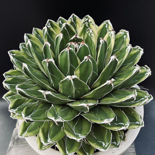 楽天市場】多肉植物：アガベ 輝山（きざん）特大サイズ*幅30cm 現品