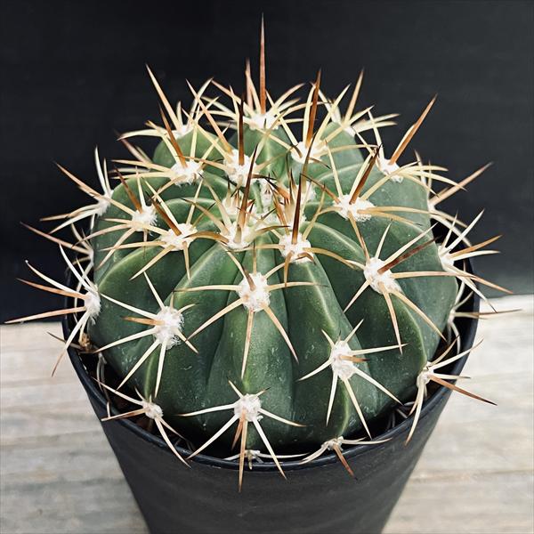 楽天市場】メロカクタス属の通販