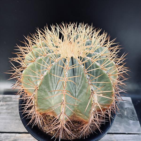 楽天市場】サボテン：フェロカクタス 王冠竜*幅16cm 現品！一品限り