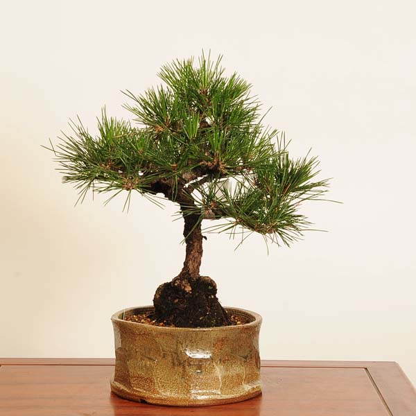 楽天市場】盆栽 ：三河黒松* 現品 一点物 くろまつ クロマツ Kuromatsu