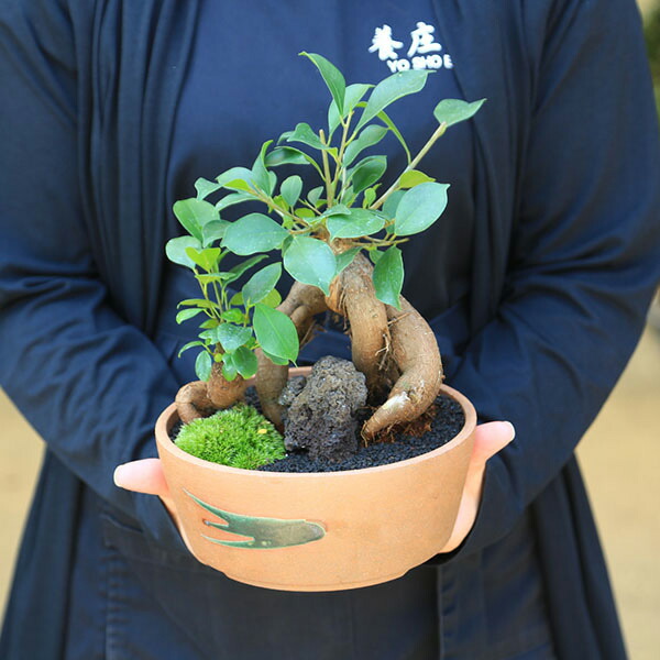 楽天市場】盆栽：ガジュマル2本寄せ*＜瀬戸焼鉢＞苔＆富士砂＆石付き
