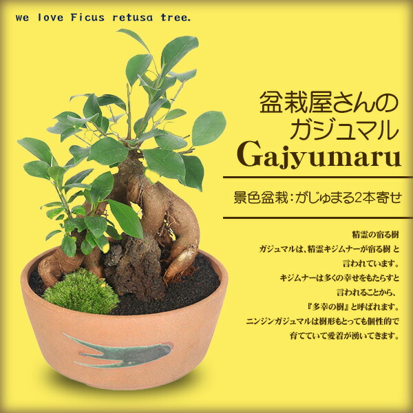 楽天市場】盆栽：ガジュマル2本寄せ*＜瀬戸焼鉢＞苔＆富士砂＆石付き
