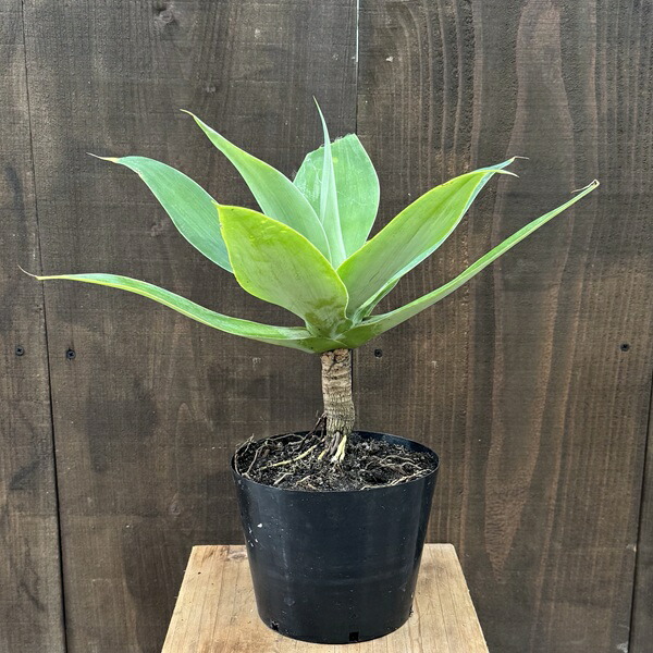 楽天市場】観葉植物：アガベ アテナータ*5号プラポット : 遊恵盆栽