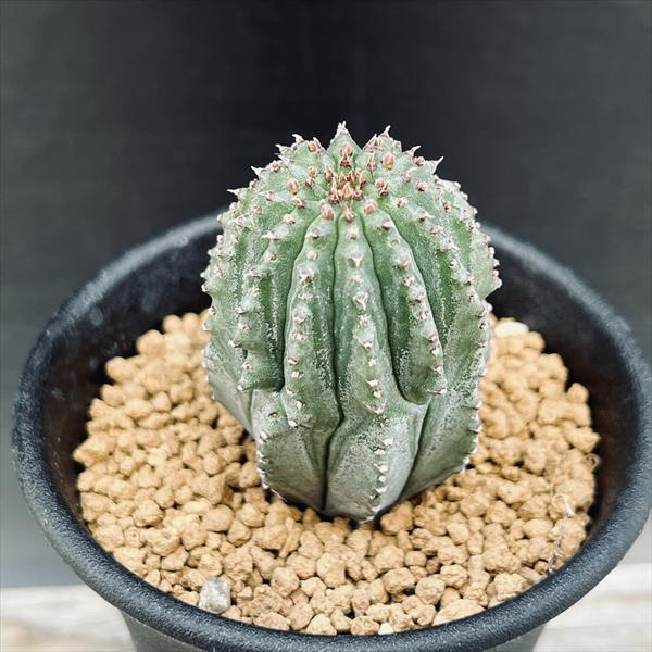 楽天市場】多肉植物：ユーフォルビア ホリダ梵天*幅3cm : 遊恵盆栽