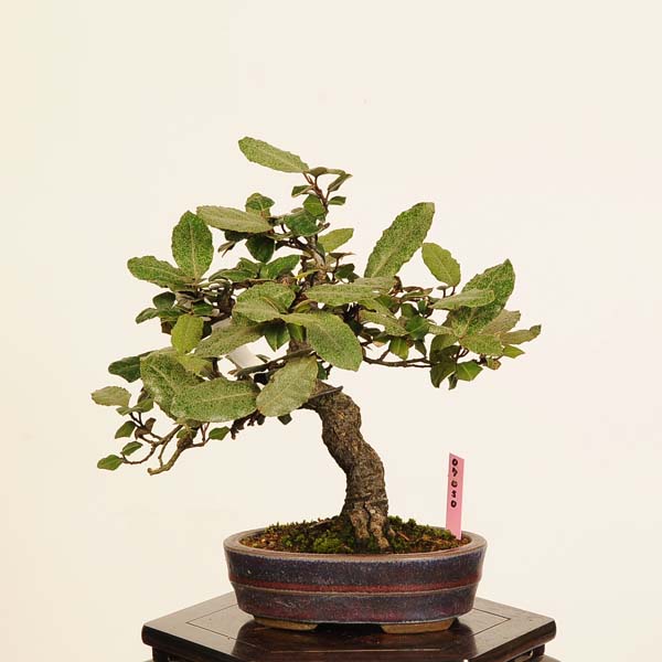 楽天市場】盆栽：寒ぐみ* 現品 一点物 カングミ Kangumi bonsai