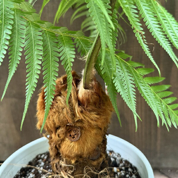 楽天市場】観葉植物 キンモウコウ：ゴールデンモンキー タカワラビ