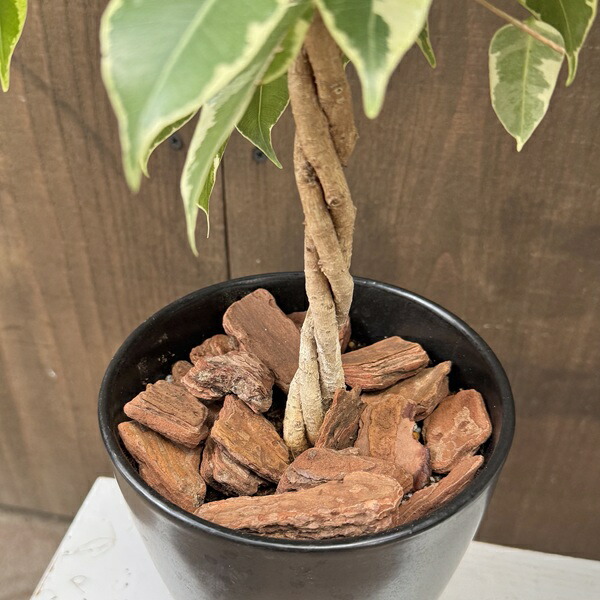 楽天市場】観葉植物 鉢色選べる フィカス：ねじり ベンジャミン