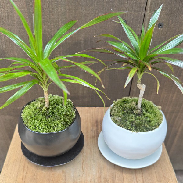 楽天市場】おしゃれ 観葉植物：ドラセナ コンシンネ 鉢植え*受皿付