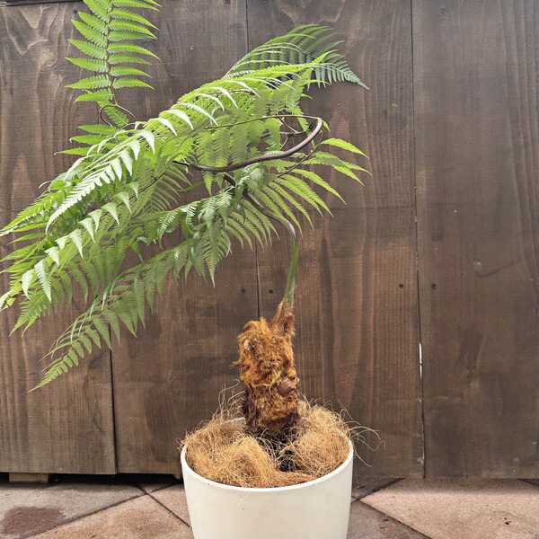 楽天市場】観葉植物 キンモウコウ：ゴールデンモンキー タカワラビ