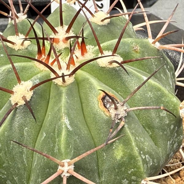 楽天市場】サボテン：メロカクタス 飛雲 実生*幅4.5cm ※傷がある場合