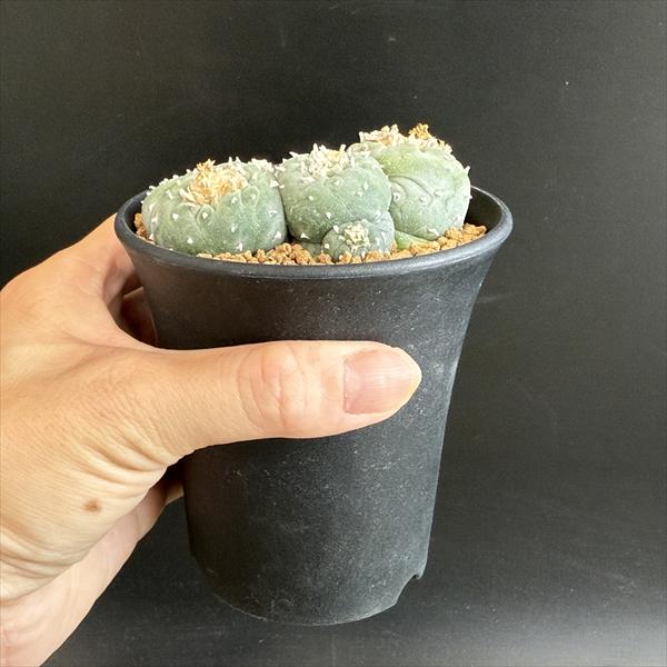 楽天市場】サボテン：ロフォフォラ 銀冠玉モンスト*幅8cm 現品！一品