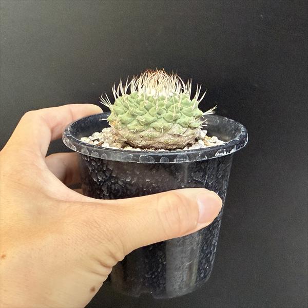 楽天市場】サボテン：ストロンボカクタス 菊水*幅5.5cm 現品！一品限り