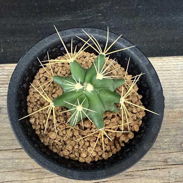 楽天市場】サボテン：フェロカクタス 王冠竜 実生*幅3cm ☆早川氏