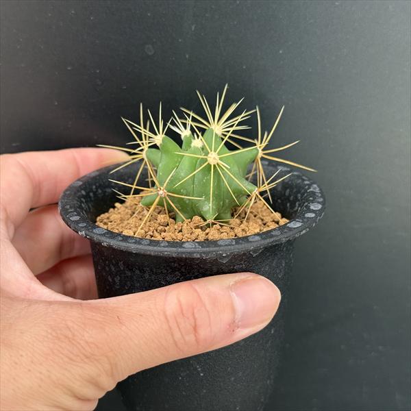 楽天市場】サボテン：フェロカクタス 王冠竜 実生*幅3cm ☆早川氏