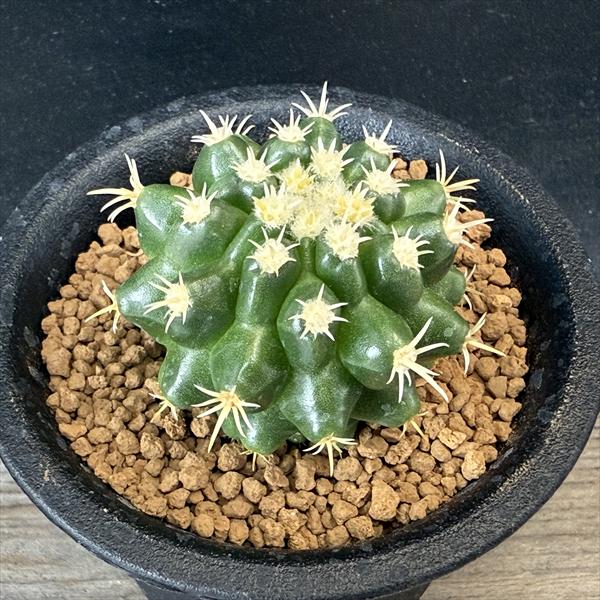 楽天市場】サボテン：エキノカクタス パーマネント金鯱の実生*幅4.5