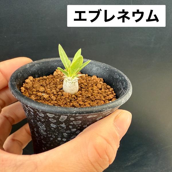 楽天市場】コーデックス：パキポディウム グラキリス＆エブレネウム