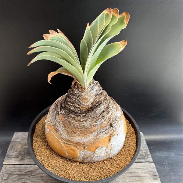 楽天市場】☆特価☆コーデックス：ブーファン ハエマンソイデス*塊幅