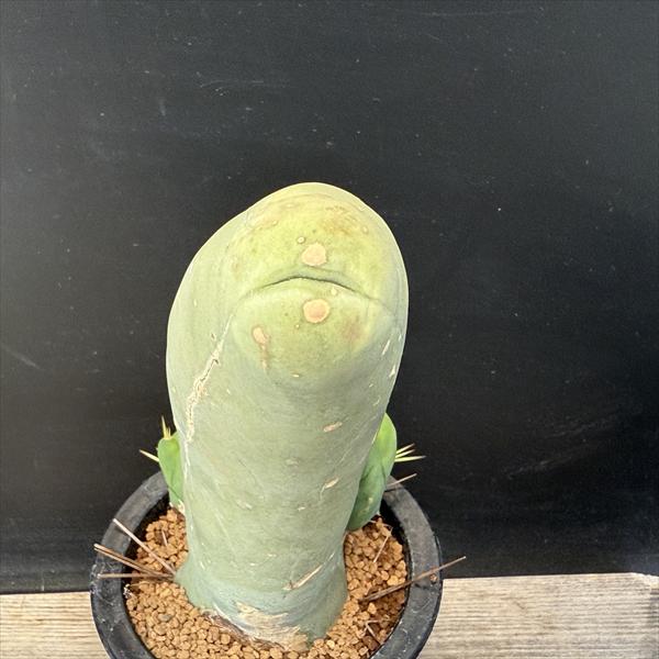 楽天市場】サボテン：トリコケレウス 珍宝閣 なるほど柱*幅8cm 現品