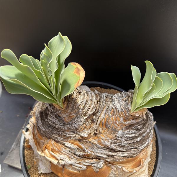 楽天市場】☆特価☆コーデックス：ブーファン ハエマンソイデス ダブル