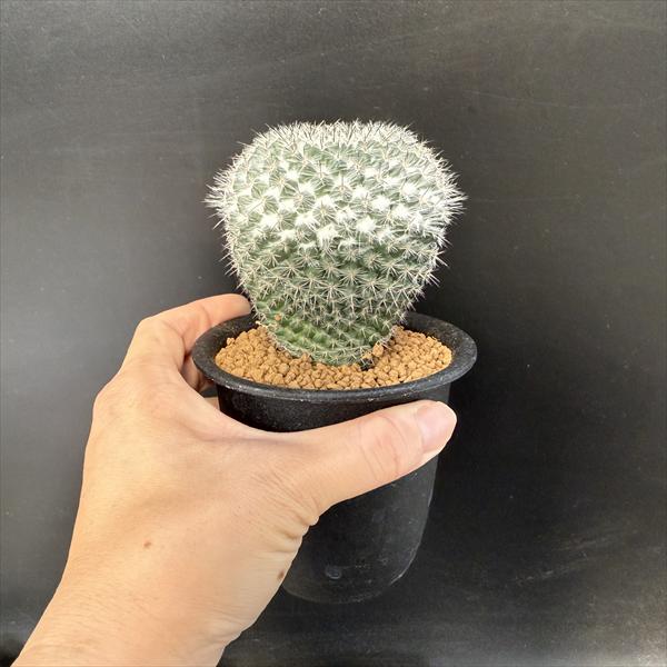 楽天市場】サボテン：マミラリア 銀河 実生*幅7cm 現品！一品限り