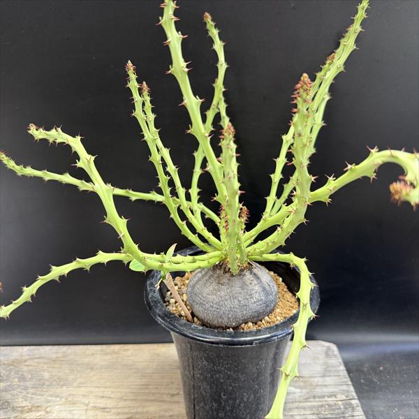 楽天市場】コーデックス：ユーフォルビア デシドゥア 蓬莱島*塊根幅