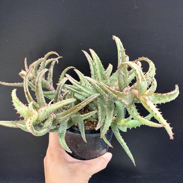 楽天市場】多肉植物：アロエ カスティロニアエ*幅21cm 現品！一品