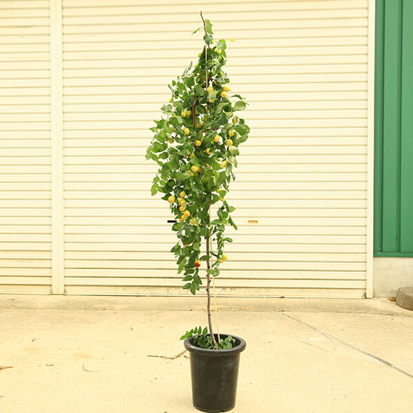 楽天市場】庭木 珍品 現品限り：一才なつめ*（ナツメ）一才ナツメ 大株