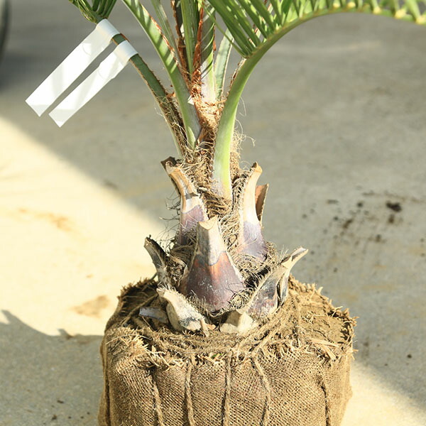 楽天市場】特大庭木 植木 ：ココスヤシ（ココス）ヤシの木* 現品限り