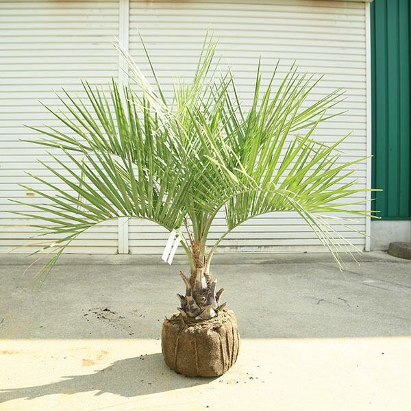 ヤシ 植木」の人気商品一覧 | 安い商品を通販サイトから探す - 価格.com