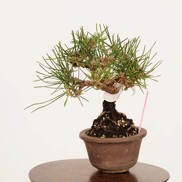 楽天市場】盆栽：三河黒松*現品 くろまつ クロマツ Kuromatsu bonsai
