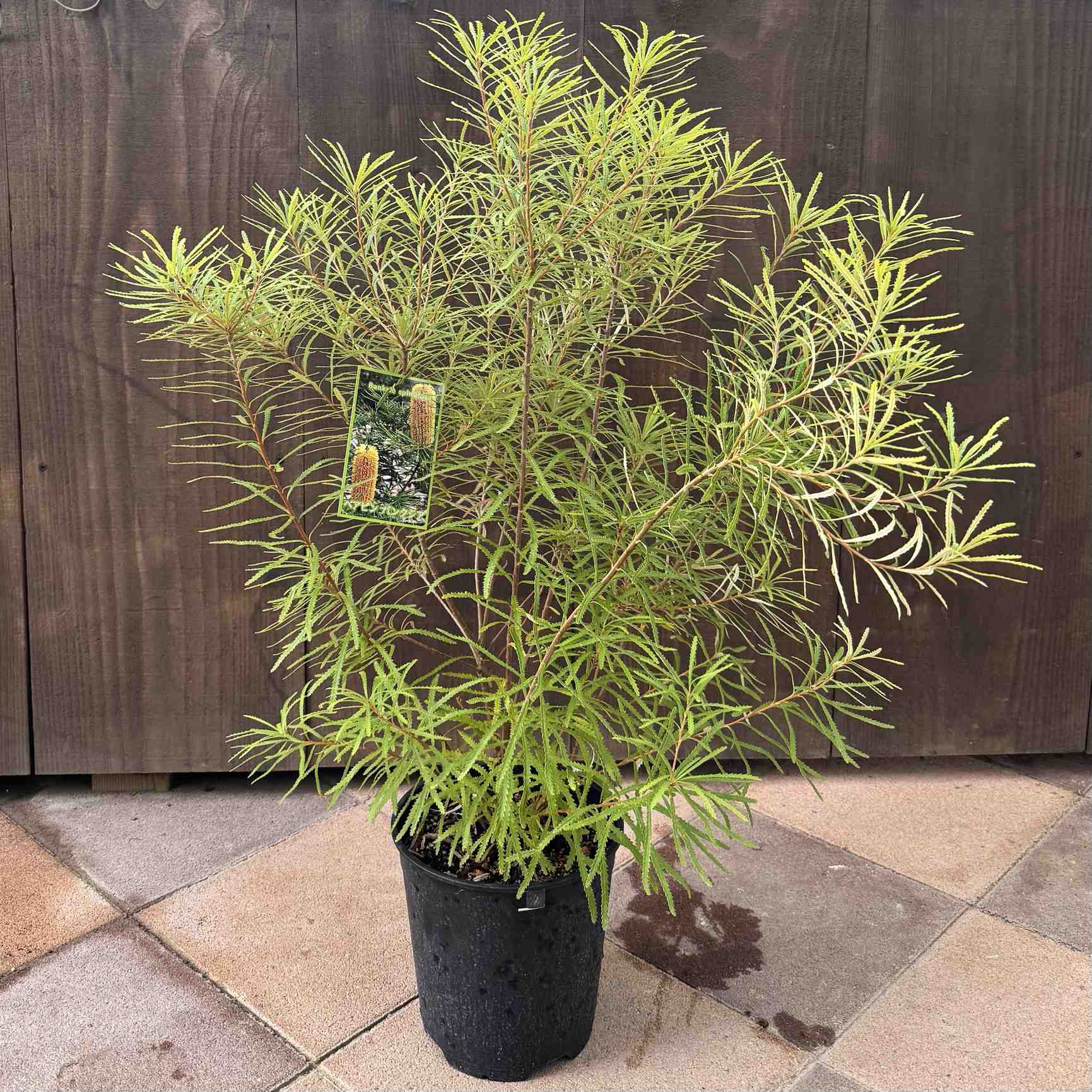 楽天市場】観葉植物 鉢花 苗：バンクシア スピヌロサ* ヘアピン