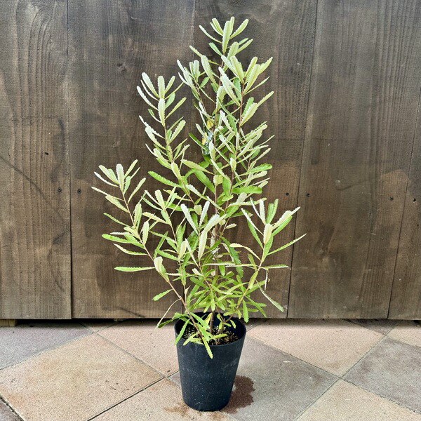 観葉植物 バンクシア」の人気商品一覧 | 安い商品を通販サイトから探す