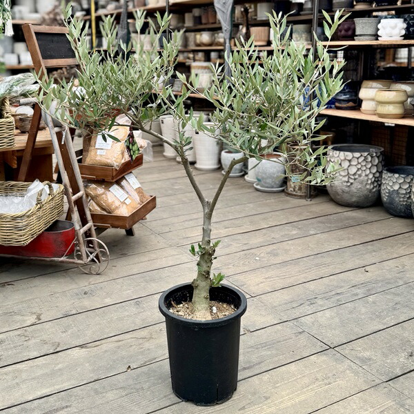 楽天市場】オリーブの木 ピクアルの通販