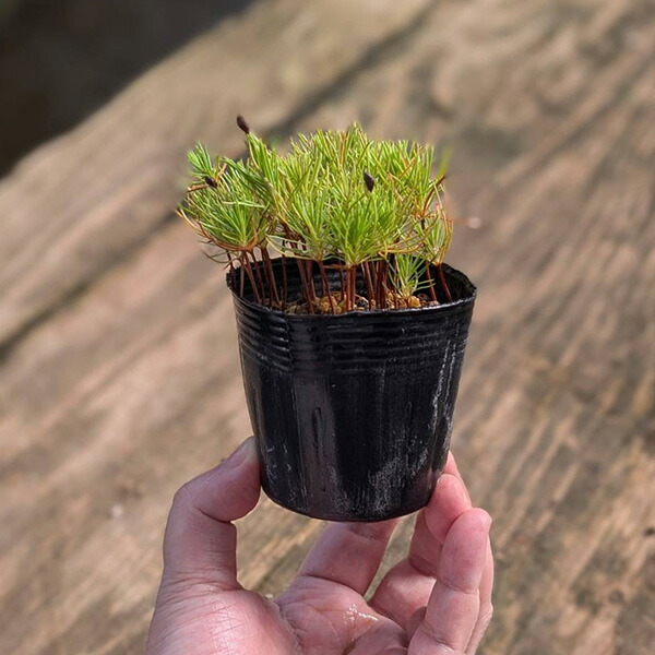 赤松 植木 苗」の人気商品一覧 | 安い商品を通販サイトから探す - 価格.com