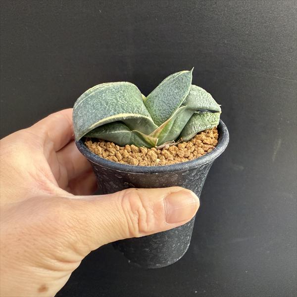 楽天市場】多肉植物：ガステリア 臥牛錦*幅7.5cm 現品！一品限り