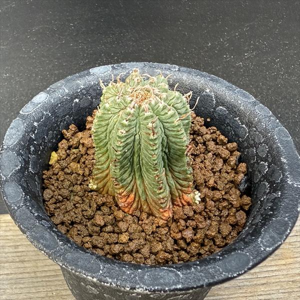 楽天市場】花籠 サボテンの通販