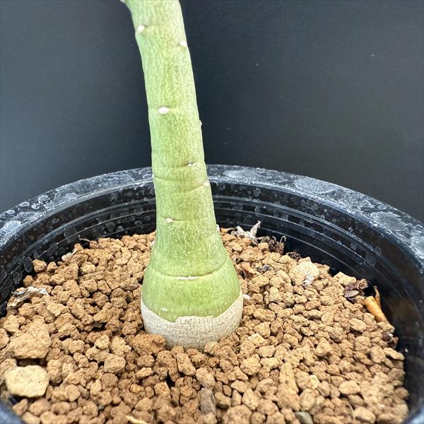 楽天市場】☆特価☆コーデックス：アデニア ペチュエリー 実生*全幅