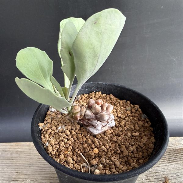 楽天市場】コーデックス：オトンナ ヘレー×アルミアナ 実生*S 幹幅2.5